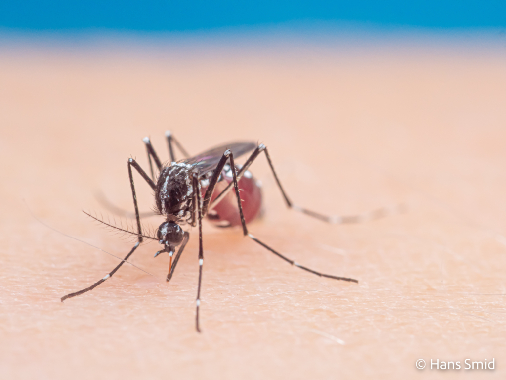 Aedes aegypti Yellow fever mosquito 066