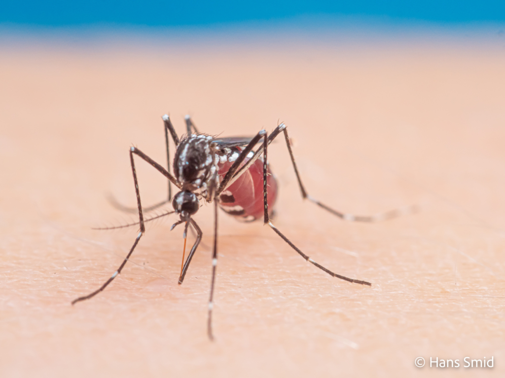 Aedes aegypti Yellow fever mosquito 067