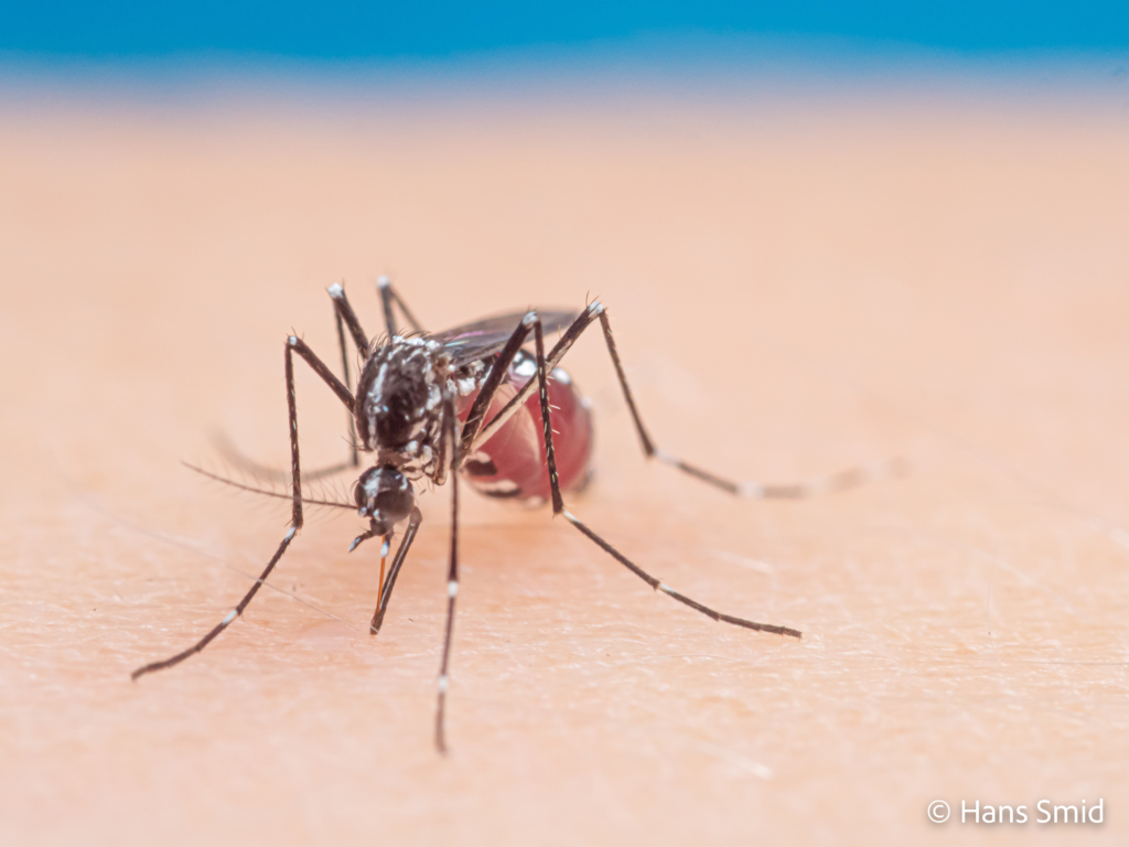 Aedes aegypti Yellow fever mosquito 068