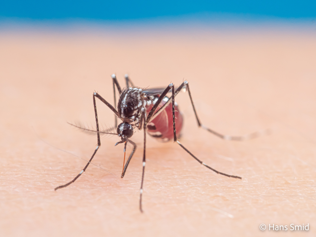 Aedes aegypti Yellow fever mosquito 069