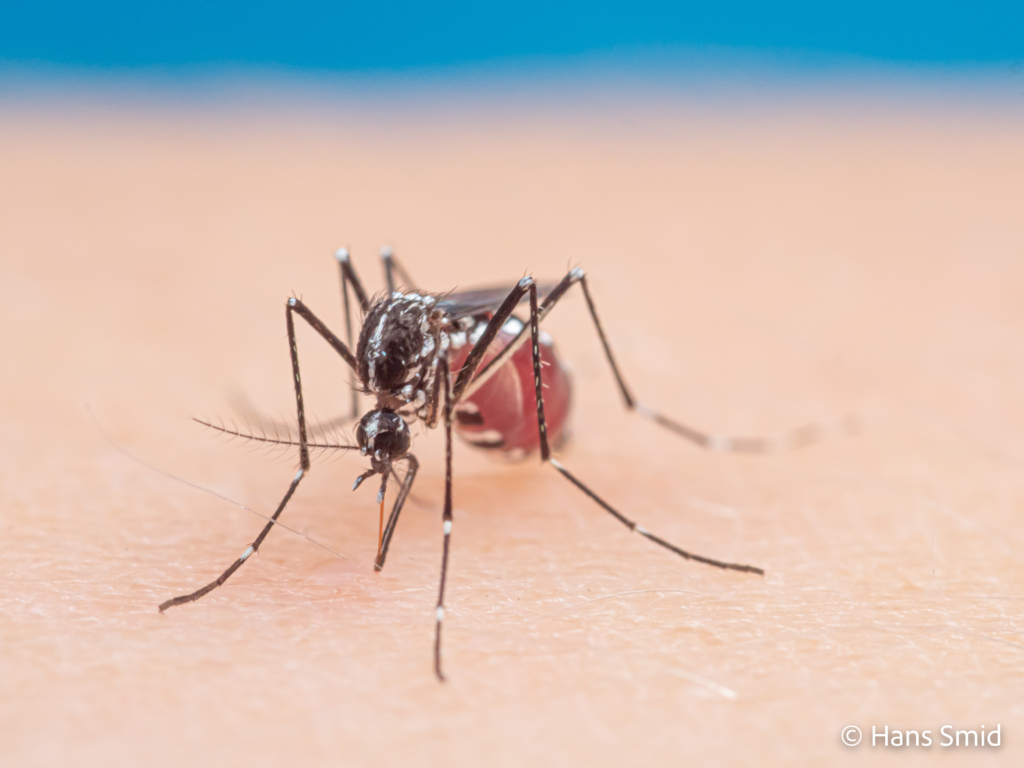 Aedes aegypti Yellow fever mosquito 070