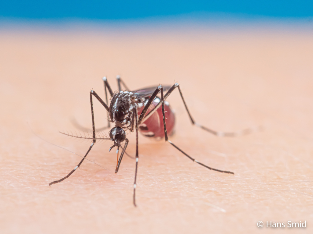 Aedes aegypti Yellow fever mosquito 071
