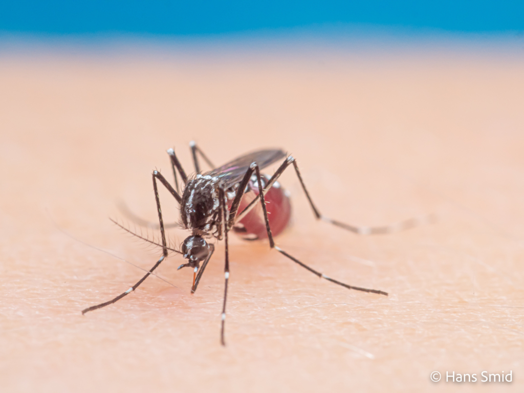 Aedes aegypti Yellow fever mosquito 072