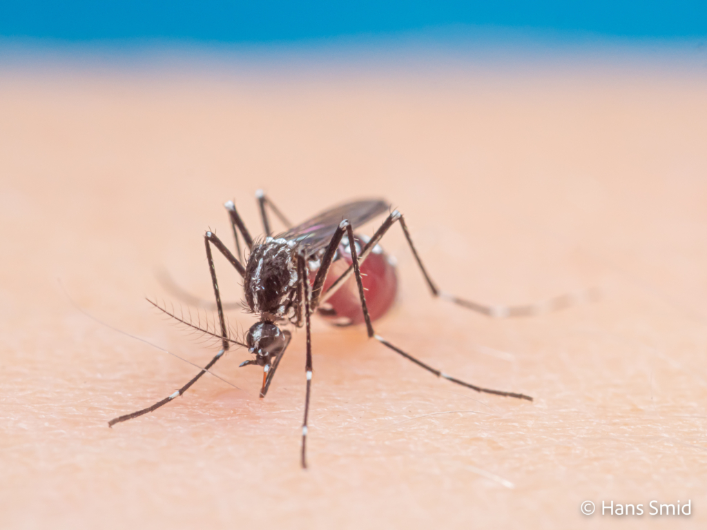Aedes aegypti Yellow fever mosquito 073