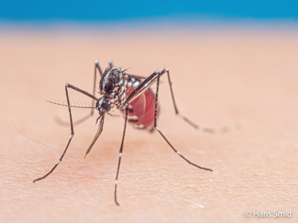 Aedes aegypti Yellow fever mosquito 074