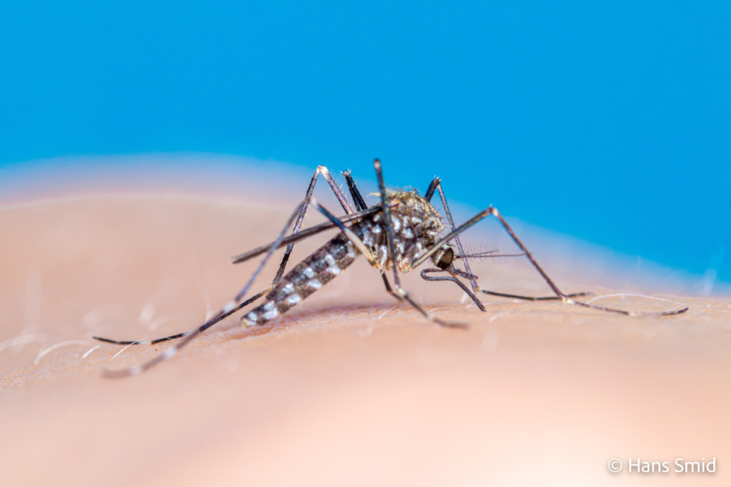 Aedes japonicus Asian bush mosquito 001