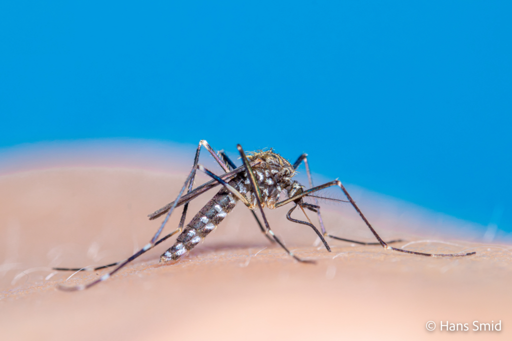 Aedes japonicus Asian bush mosquito 002