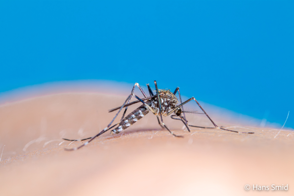 Aedes japonicus Asian bush mosquito 003