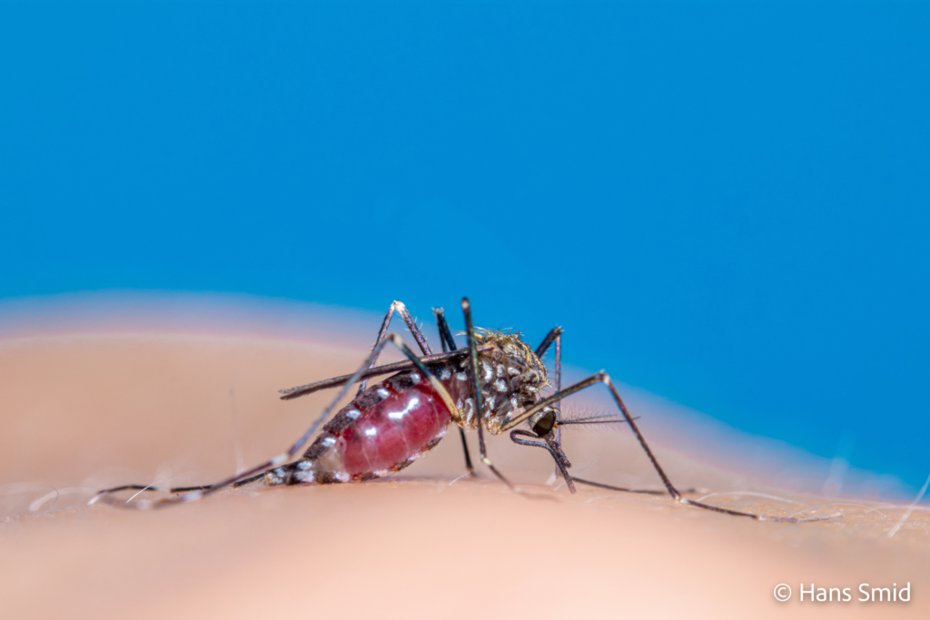 Aedes japonicus Asian bush mosquito 004