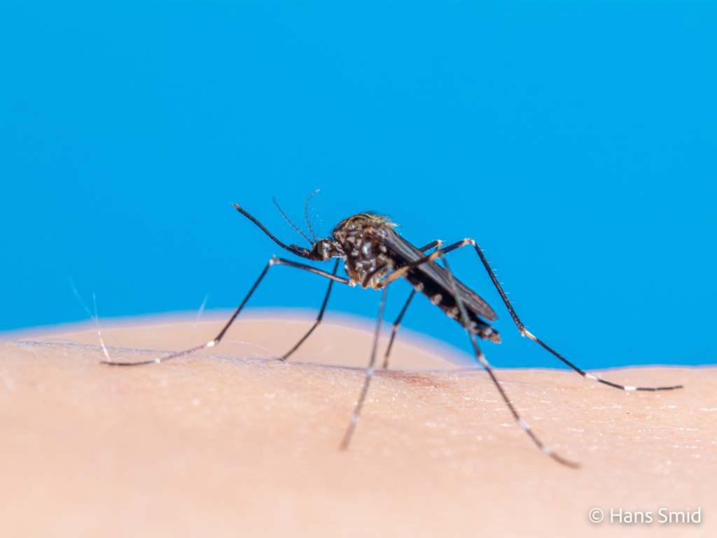 Aedes japonicus Asian bush mosquito 005