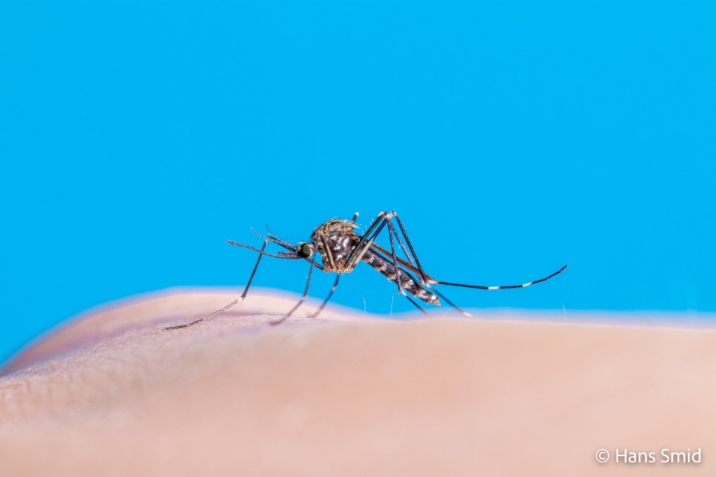 Aedes japonicus Asian bush mosquito 006