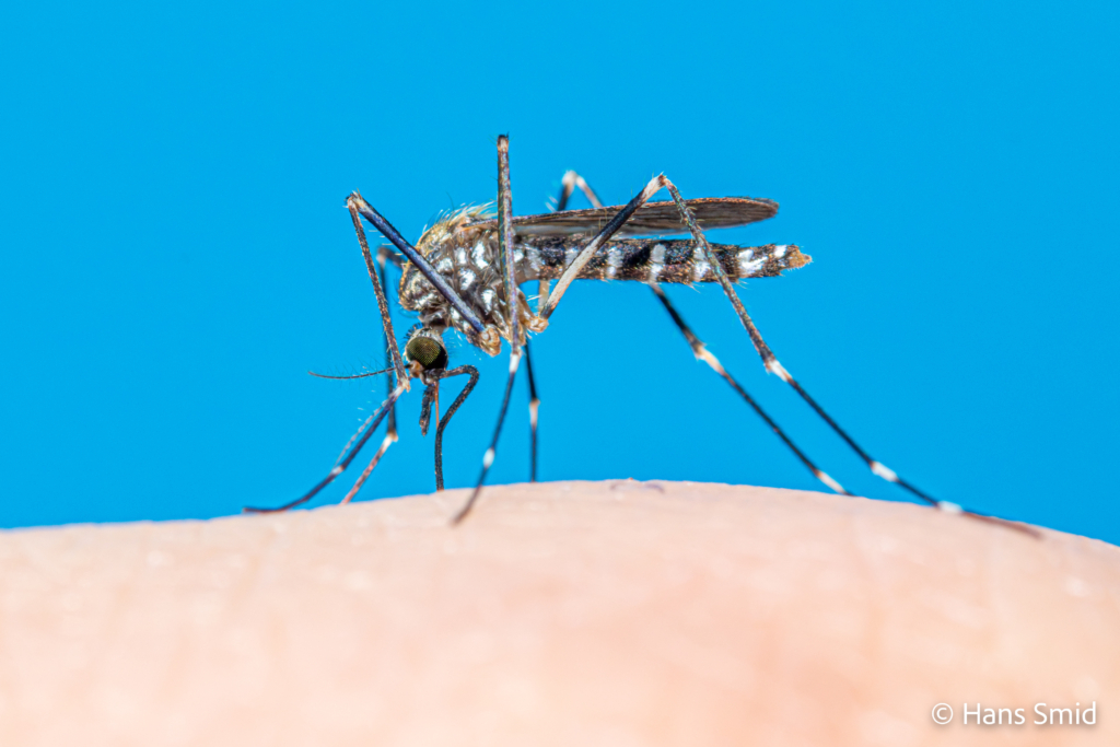 Aedes japonicus Asian bush mosquito 007