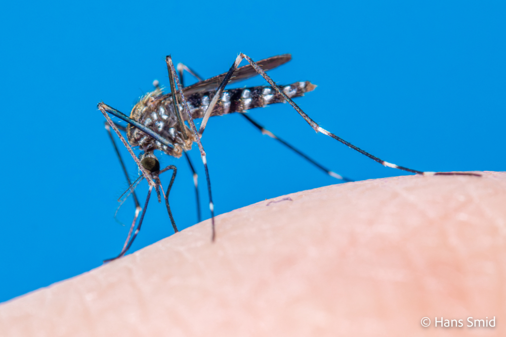 Aedes japonicus Asian bush mosquito 008