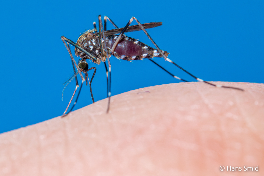 Aedes japonicus Asian bush mosquito 009