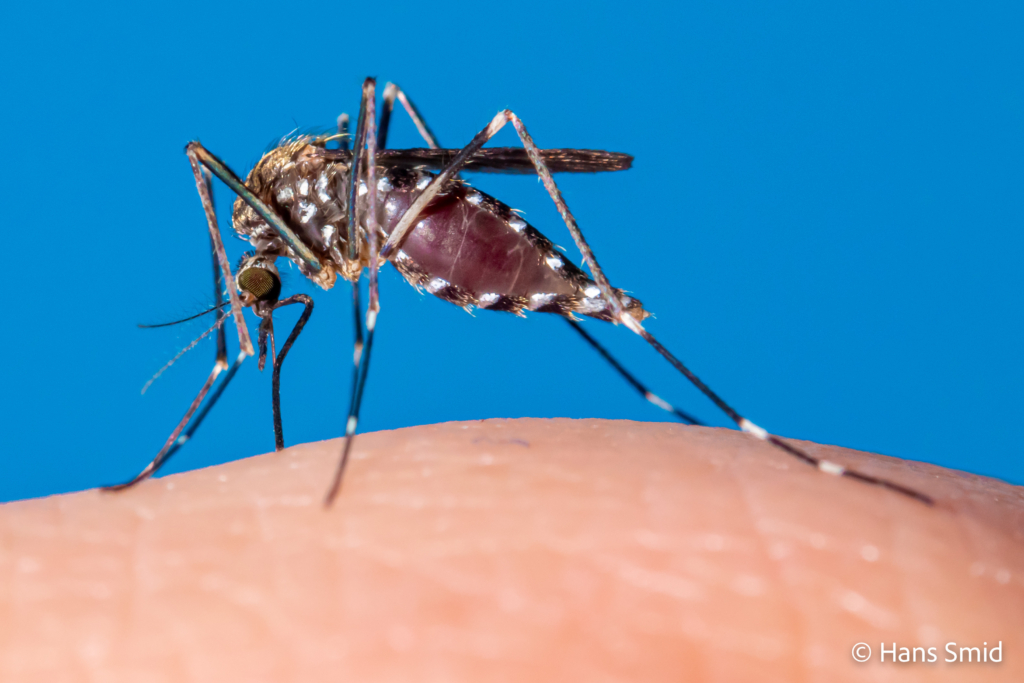 Aedes japonicus Asian bush mosquito 010