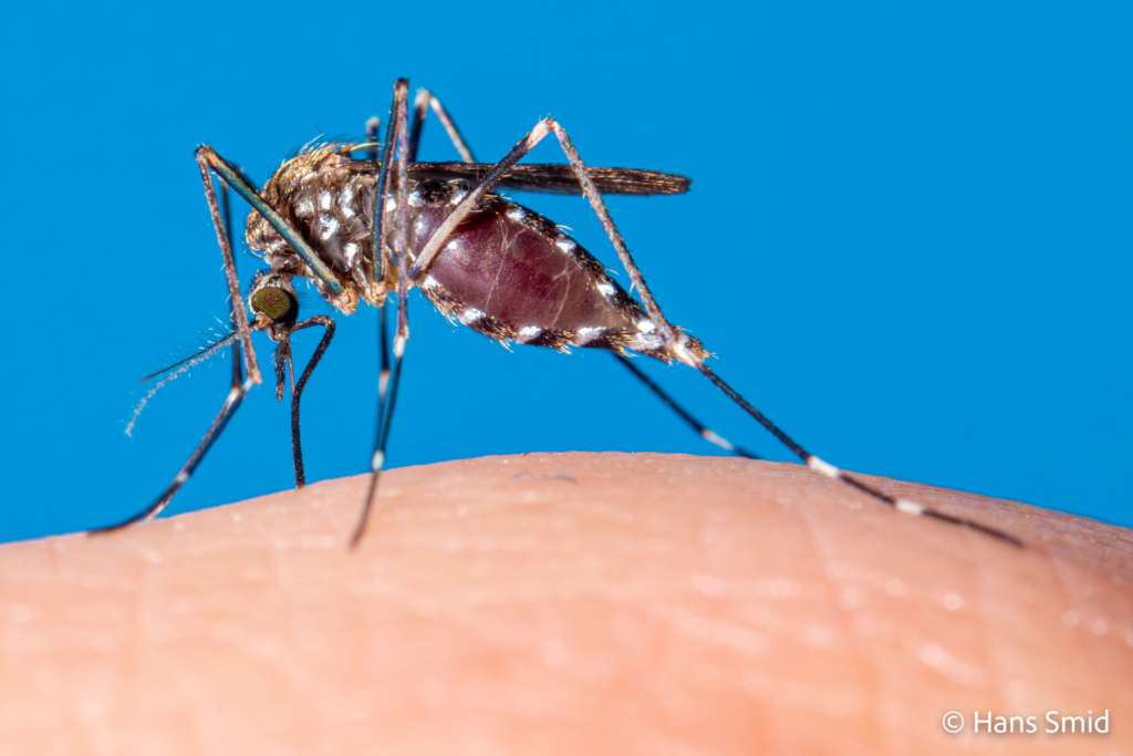 Aedes japonicus Asian bush mosquito 011