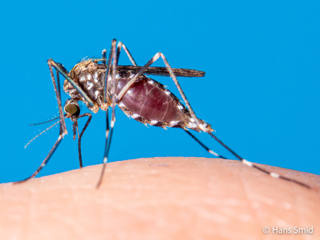 Aedes japonicus Asian bush mosquito 012
