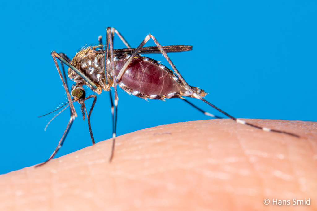 Aedes japonicus Asian bush mosquito 013