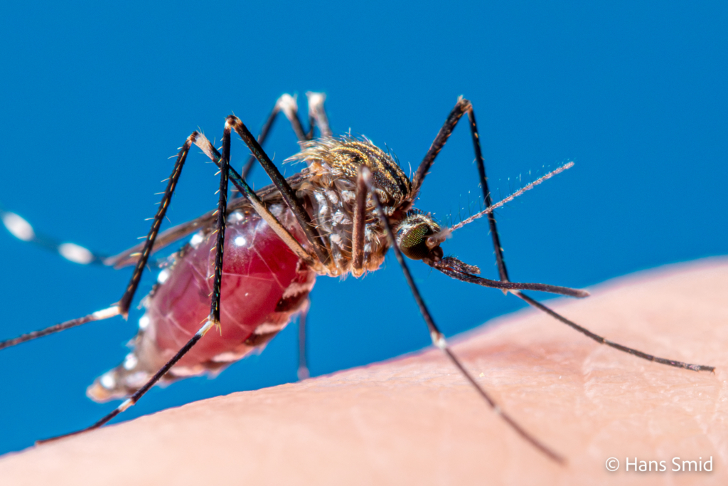 Aedes japonicus Asian bush mosquito 014