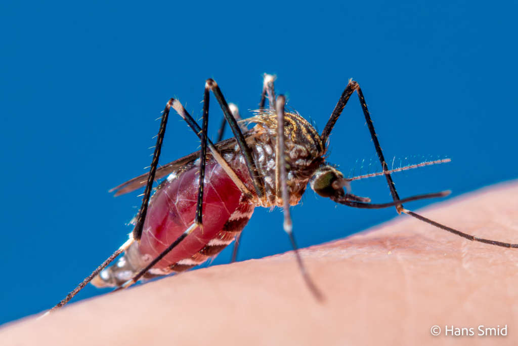 Aedes japonicus Asian bush mosquito 015