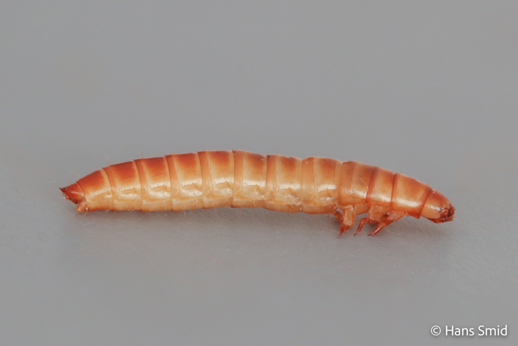 Alphitobius laevigatus buffalo worm 001