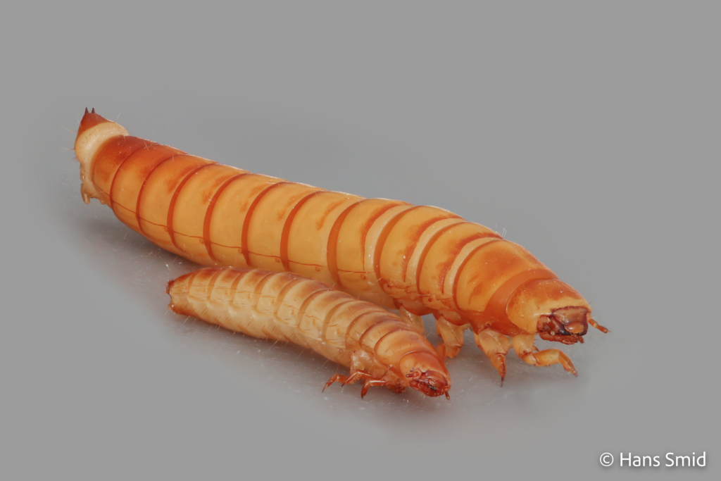 Alphitobius laevigatus buffalo worm Tenebrio molitor yellow mealworm 001 1