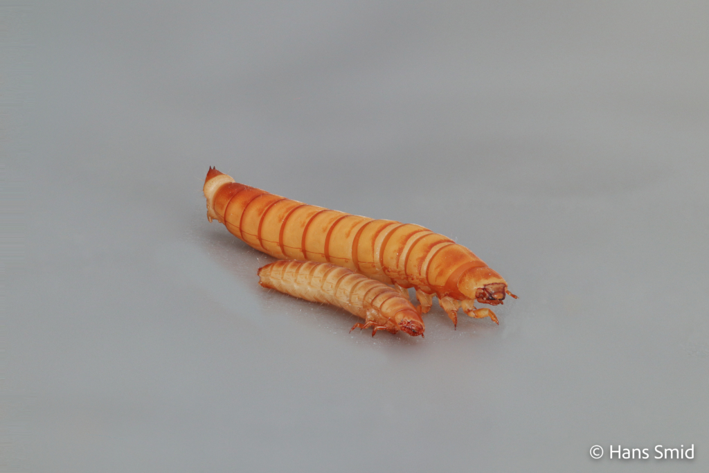 Alphitobius laevigatus buffalo worm Tenebrio molitor yellow mealworm 002 1