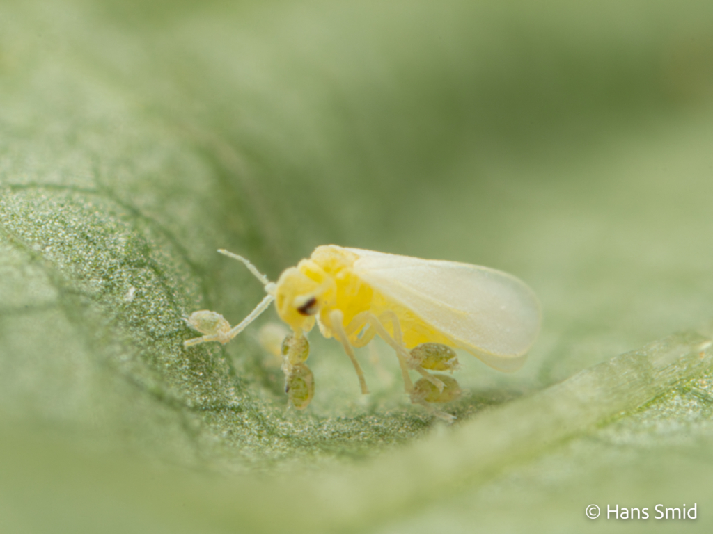 Bemisia tabaci silverleaf whitefly with Polyphagotarsonemus latus broadmite 001