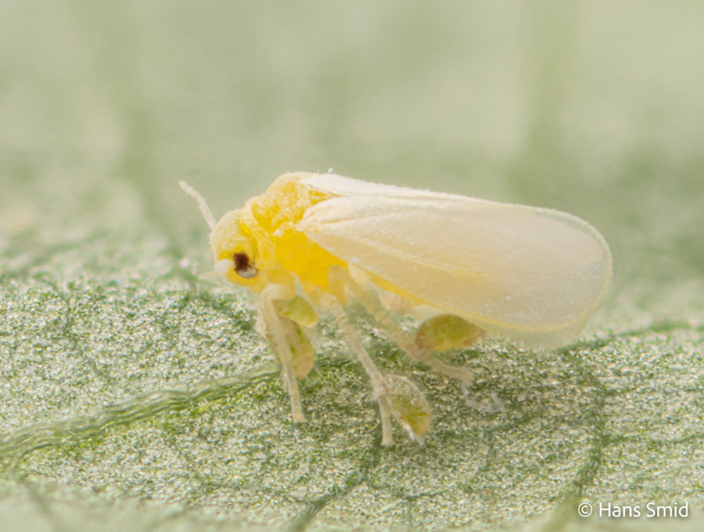 Bemisia tabaci silverleaf whitefly with Polyphagotarsonemus latus broadmite 002