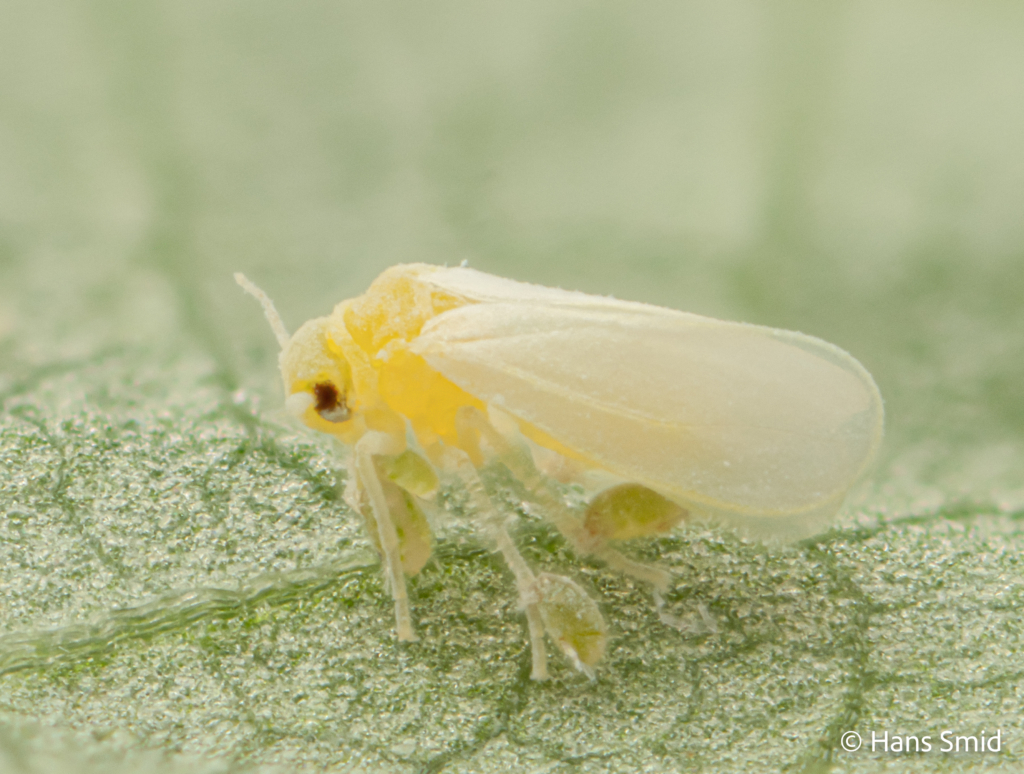Bemisia tabaci silverleaf whitefly with Polyphagotarsonemus latus broadmite 003