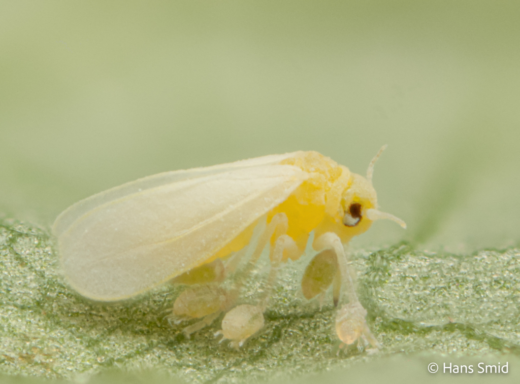 Bemisia tabaci silverleaf whitefly with Polyphagotarsonemus latus broadmite 004