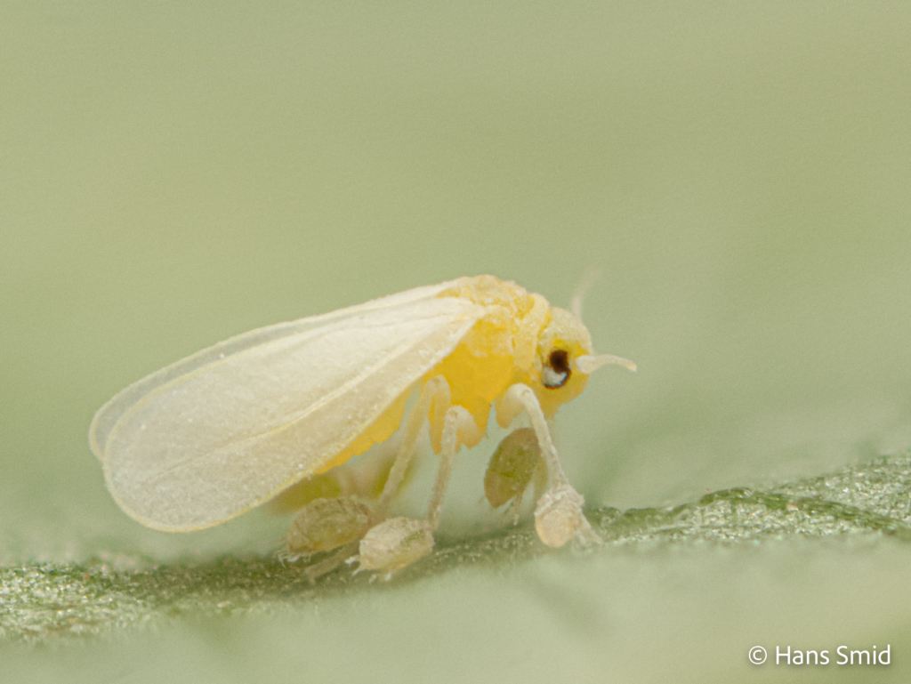 Bemisia tabaci silverleaf whitefly with Polyphagotarsonemus latus broadmite 005