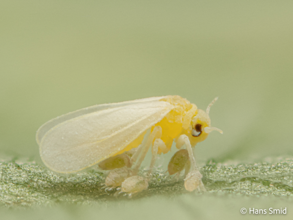 Bemisia tabaci silverleaf whitefly with Polyphagotarsonemus latus broadmite 006