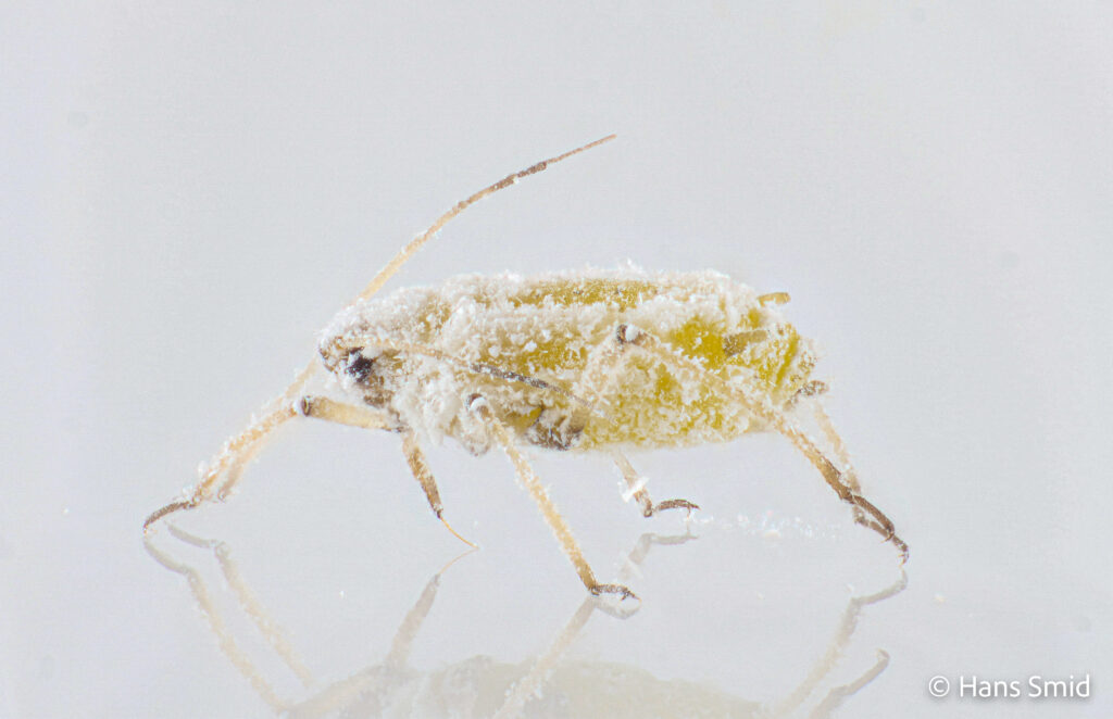 Brevicoryne-brassicae_cabbage-aphid-001