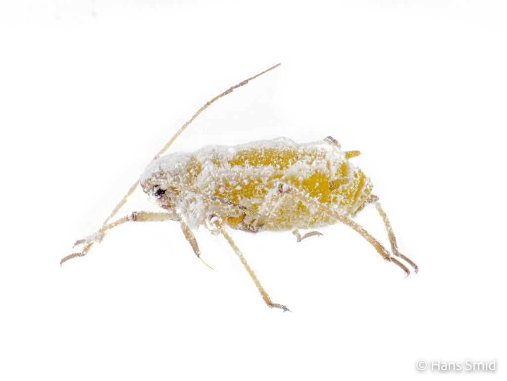 Brevicoryne-brassicae_cabbage-aphid-002