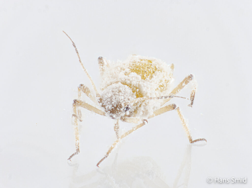 Brevicoryne-brassicae_cabbage-aphid-003