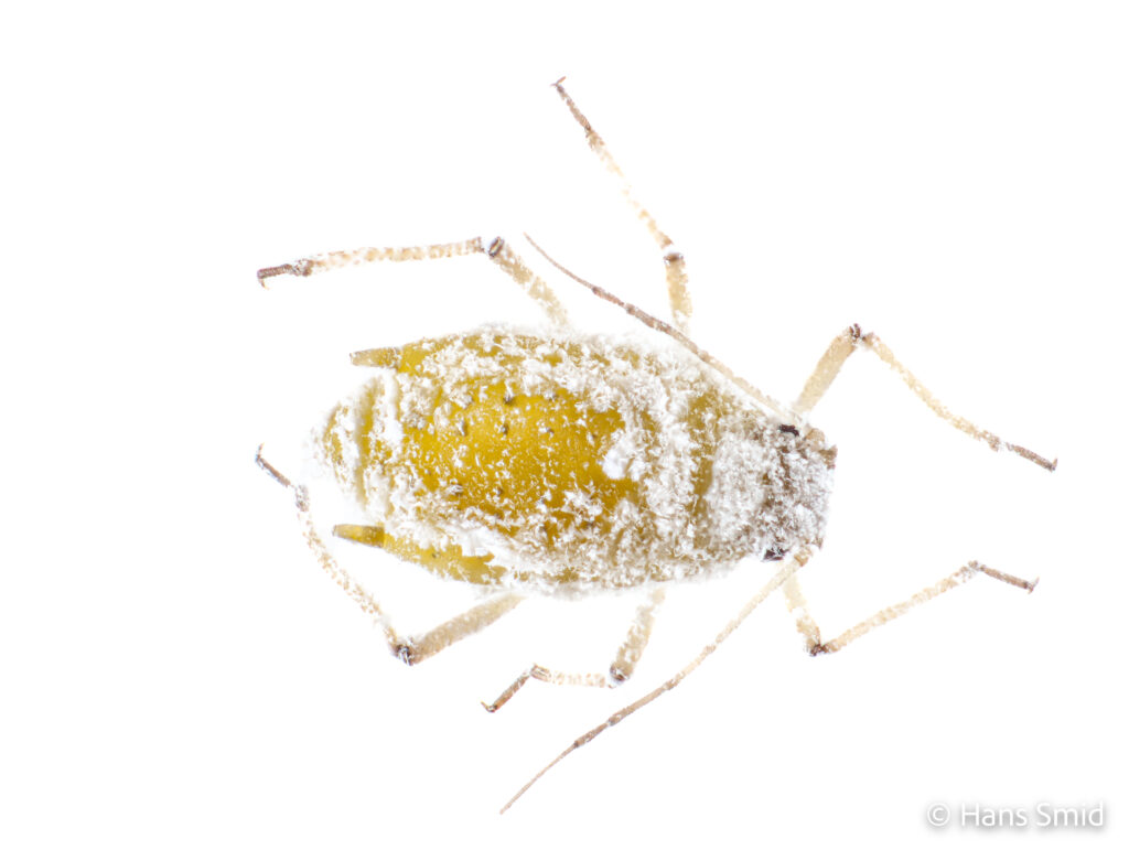 Brevicoryne-brassicae_cabbage-aphid-004