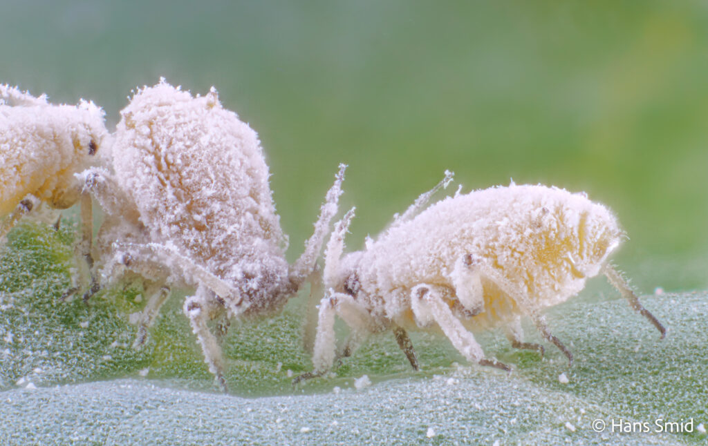 Brevicoryne-brassicae_cabbage-aphid-005