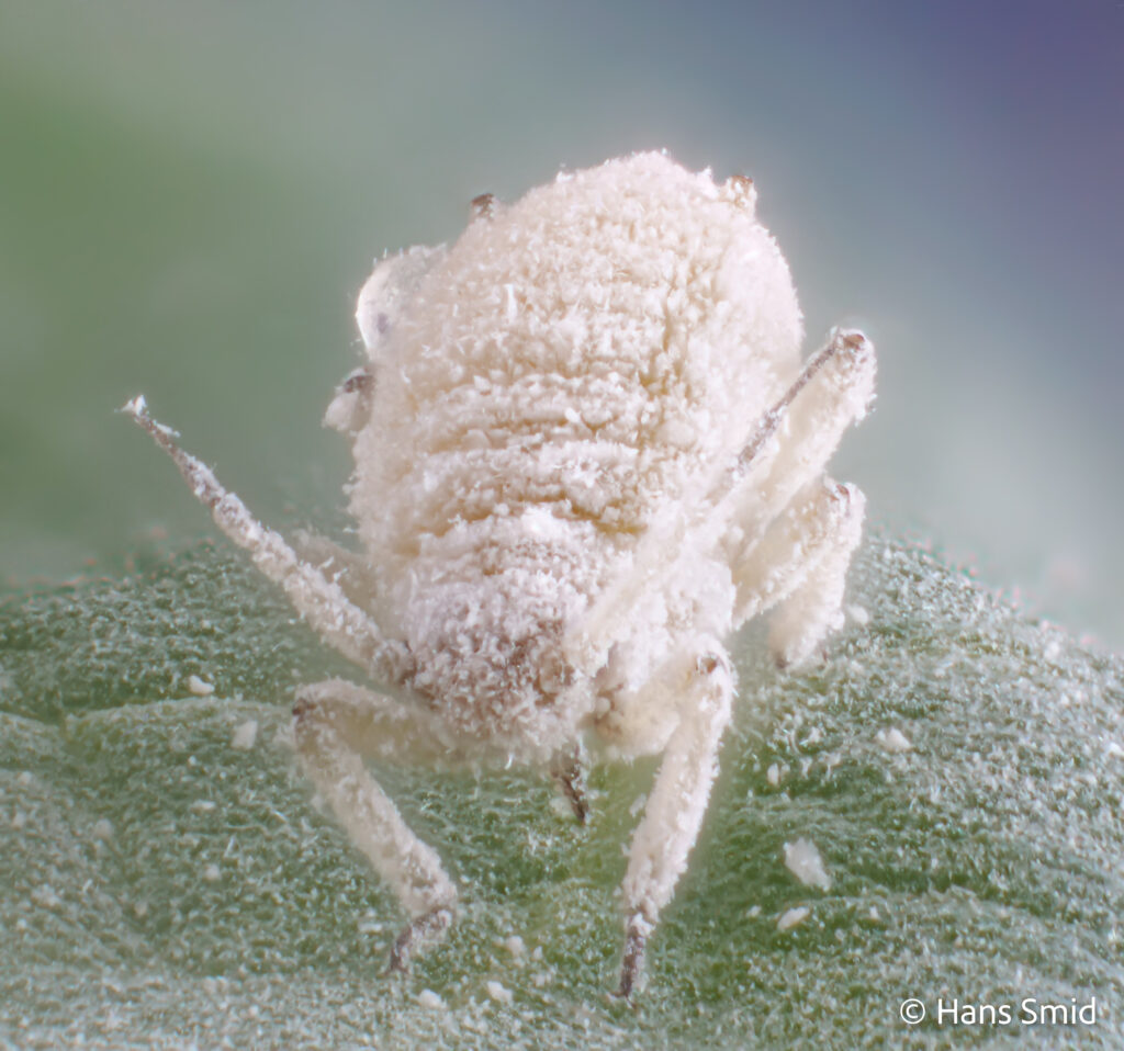 Brevicoryne-brassicae_cabbage-aphid-006