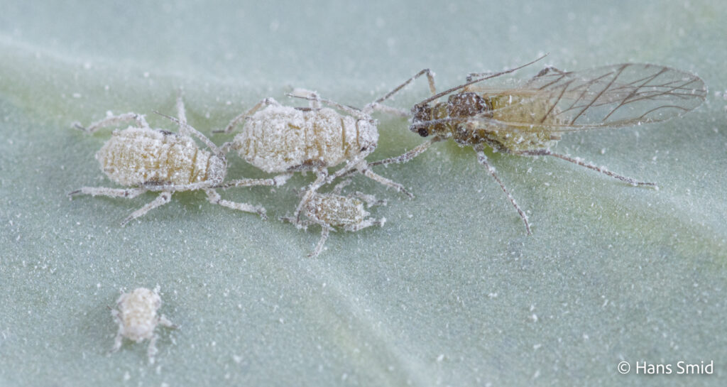 Brevicoryne-brassicae_cabbage-aphid-007