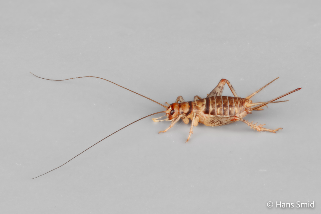 Gryllodes sigillatus indian house cricket 001