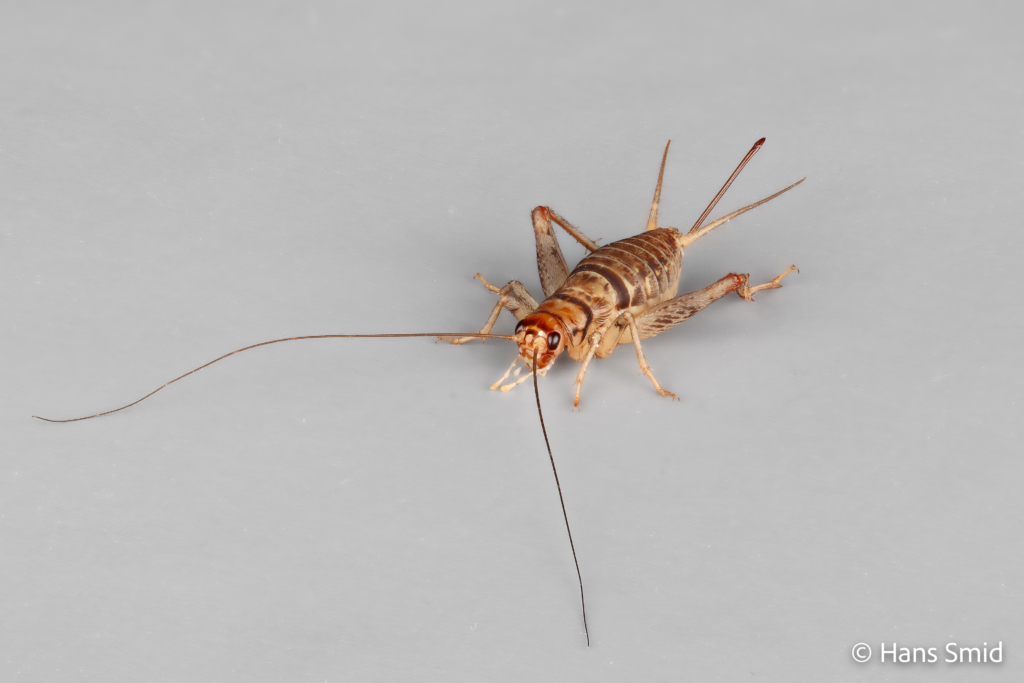 Gryllodes sigillatus indian house cricket 002