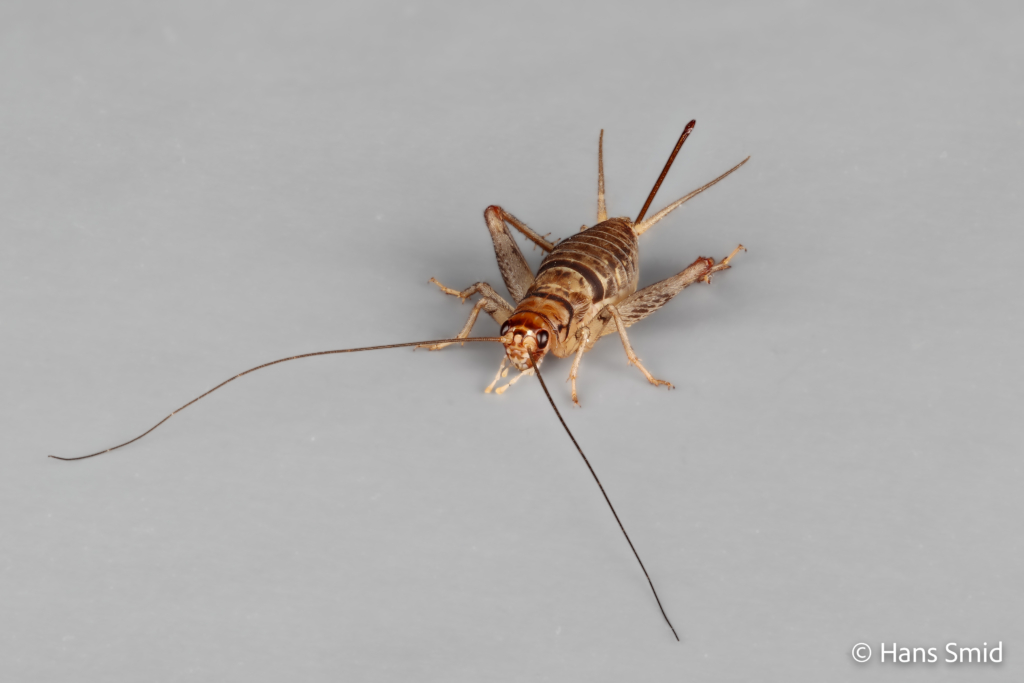 Gryllodes sigillatus indian house cricket 003