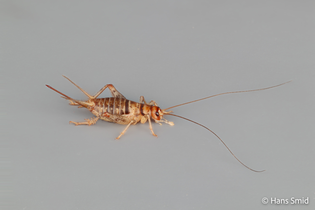 Gryllodes sigillatus indian house cricket 004