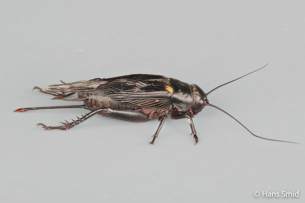 Gryllus bimaculatus female two spotted field cricket 001