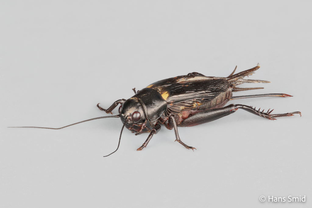Gryllus bimaculatus female two spotted field cricket 002