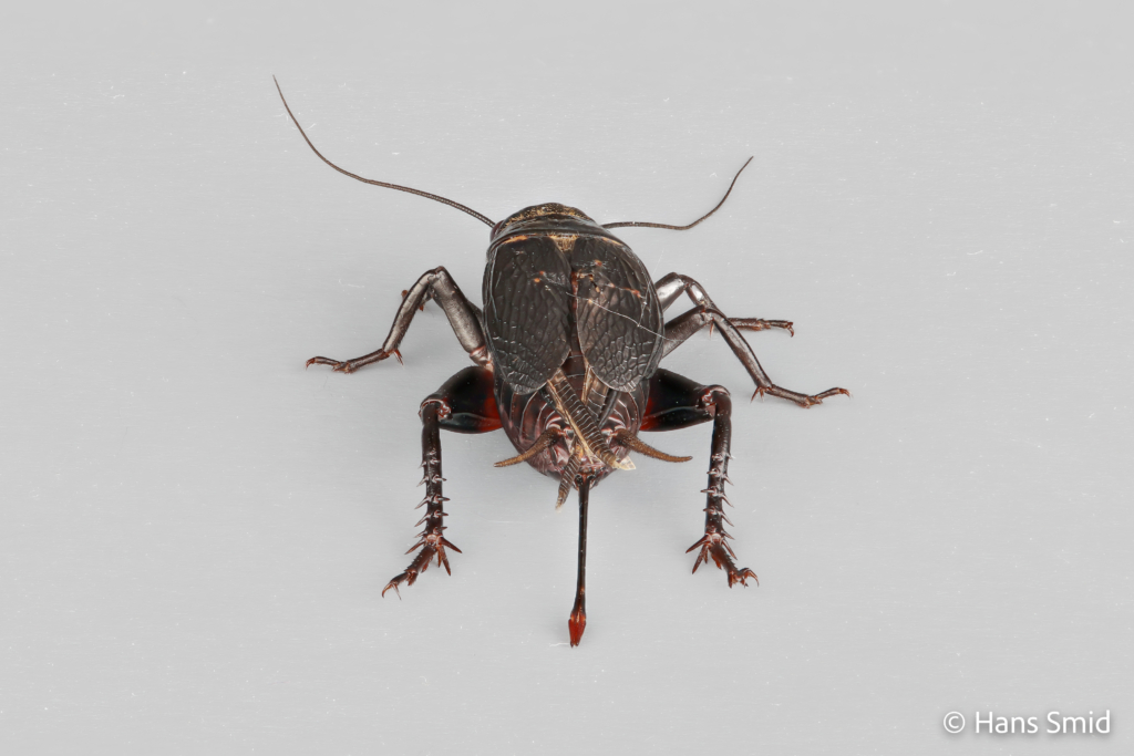 Gryllus bimaculatus female two spotted field cricket 003