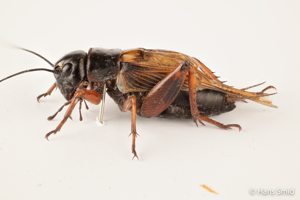 Gryllus bimaculatus male two spotted field cricket 004