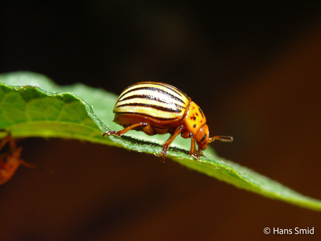 Leptinotarsa decemlineata Colorado beetle 001