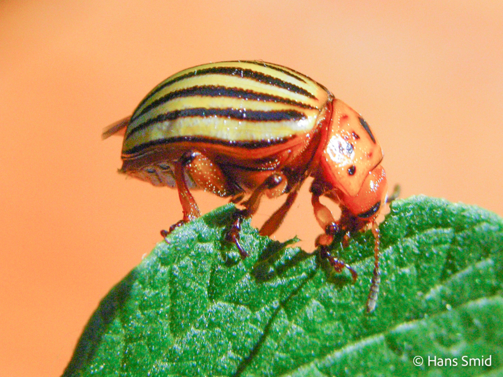 Leptinotarsa decemlineata Colorado beetle 004